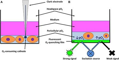 Technical Feasibility and Physiological Relevance of Hypoxic Cell Culture Models